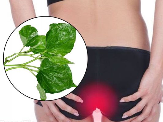 Chữa bệnh trĩ bằng lá lốt