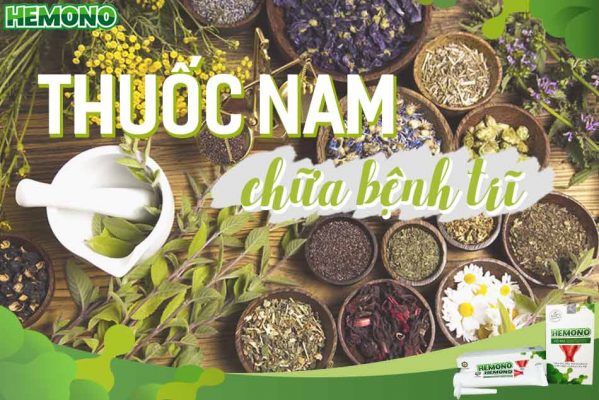 Thuốc nam chữa bệnh trĩ