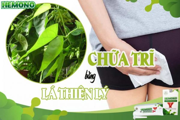 Tác dụng của lá thiên lý trong quá trình chữa trĩ