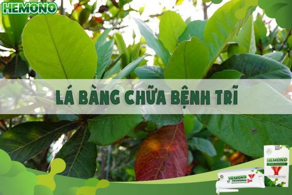 Lá bàng chữa bệnh trĩ