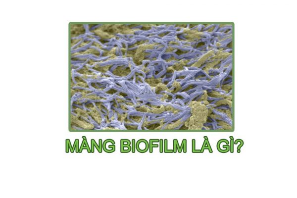 Màng Biofilm là gì?